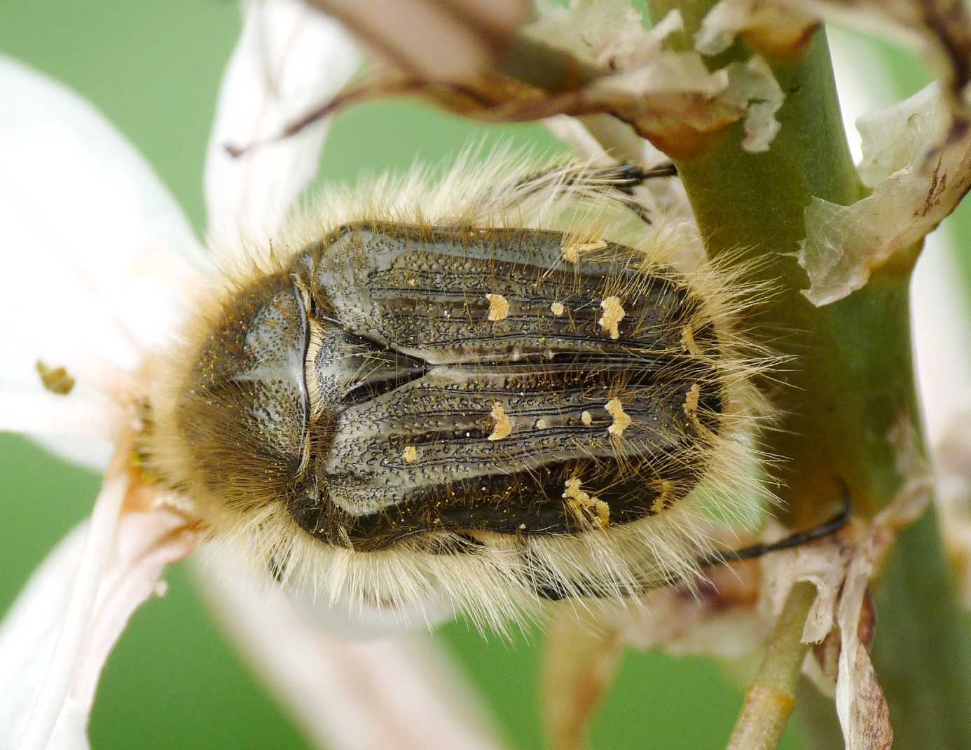 Tropinota hirta o squalida?